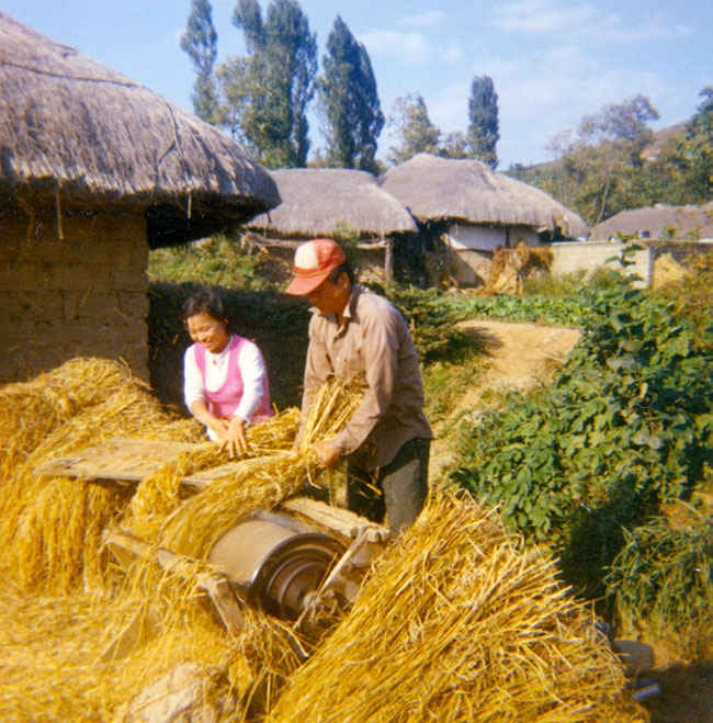 Koreans threshing wheat 1973.
