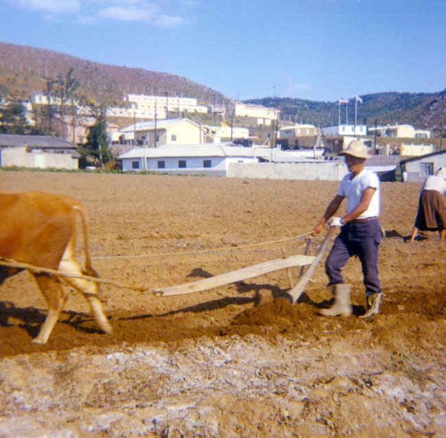 Korea 1973-1974 Local farmer plowing with an oxen outside of B Battery army compound.