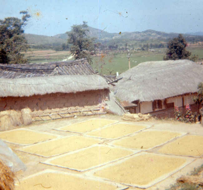 Korea 1973-1974. Rice crop drying on burlap rugs near the B Battery Compound